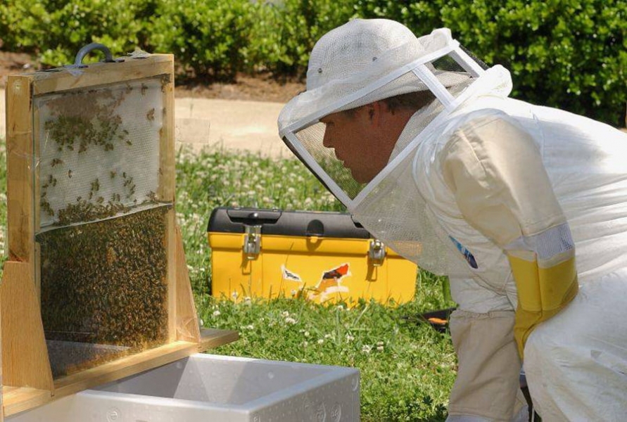 Read more about the article Seceta a redus producţia de miere; pierderile ajung la 50%