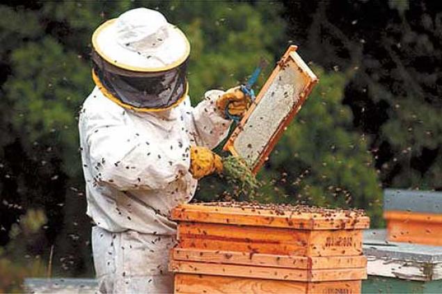 Read more about the article Vremea rece a spulberat speranţele apicultorilor