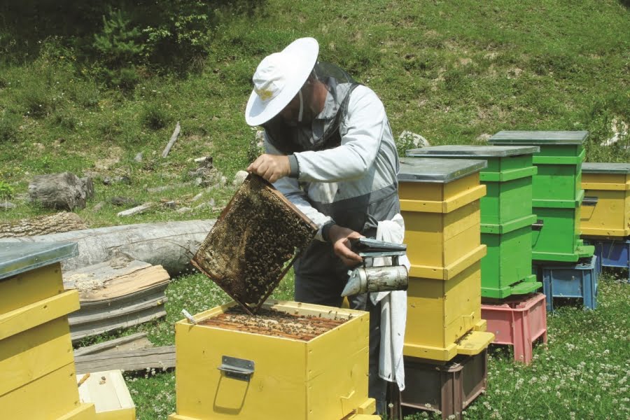 Read more about the article Schimbările climatice au efecte majore asupra producţiei de miere