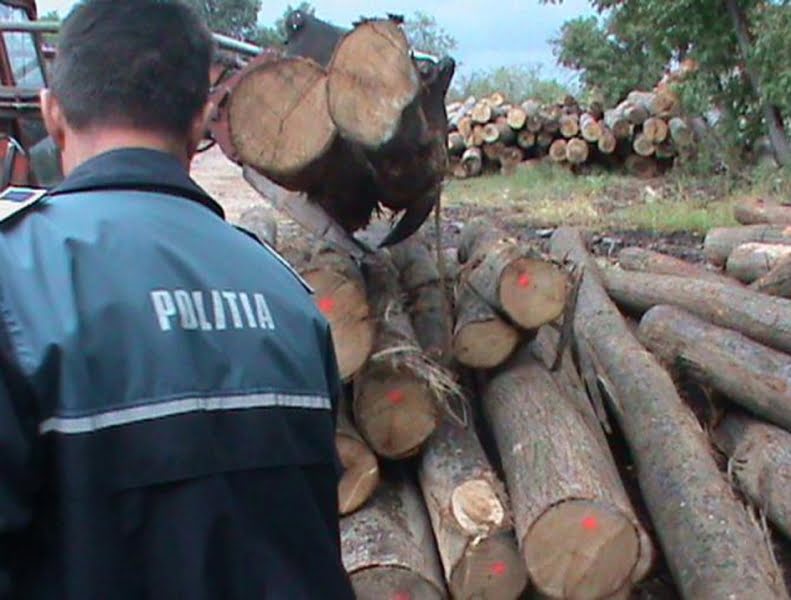 Read more about the article Peste 100 de dosare penale pentru tăierea ilegală de arbori