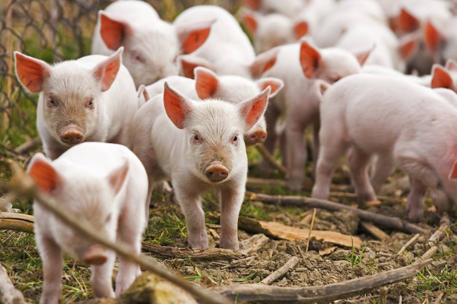 Read more about the article Ce măsuri sanitar-veterinare iau autorităţile pentru prevenirea apariţiei pestei porcine în judeţ