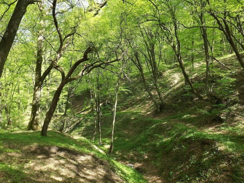 Read more about the article Arbori tăiaţi ilegal din Pădurea Bejan din Deva