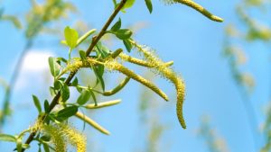 Read more about the article Salcia – plantă biblică,  cu puteri tămăduitoare