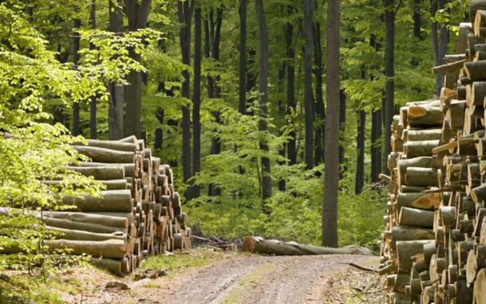 Read more about the article Acţiune a poliţiştilor Biroului de Combatere a Delictelor Silvice Hunedoara, pentru prevenirea faptelor ilegale din domeniul forestier