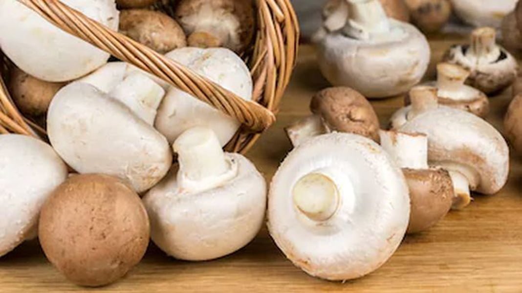 Read more about the article Cum prevenim intoxicațiile cu ciuperci?