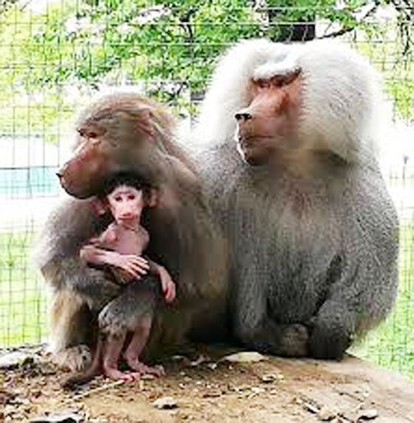 Read more about the article Puiul de babuin – atracţia de la Zoo Hunedoara