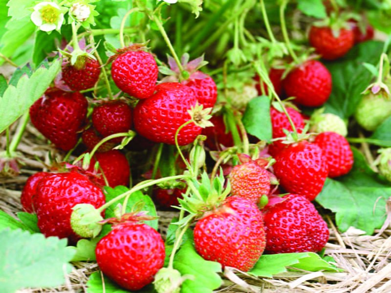 Read more about the article Fructele primăverii: Căpșunii și beneficiile lor terapeutice