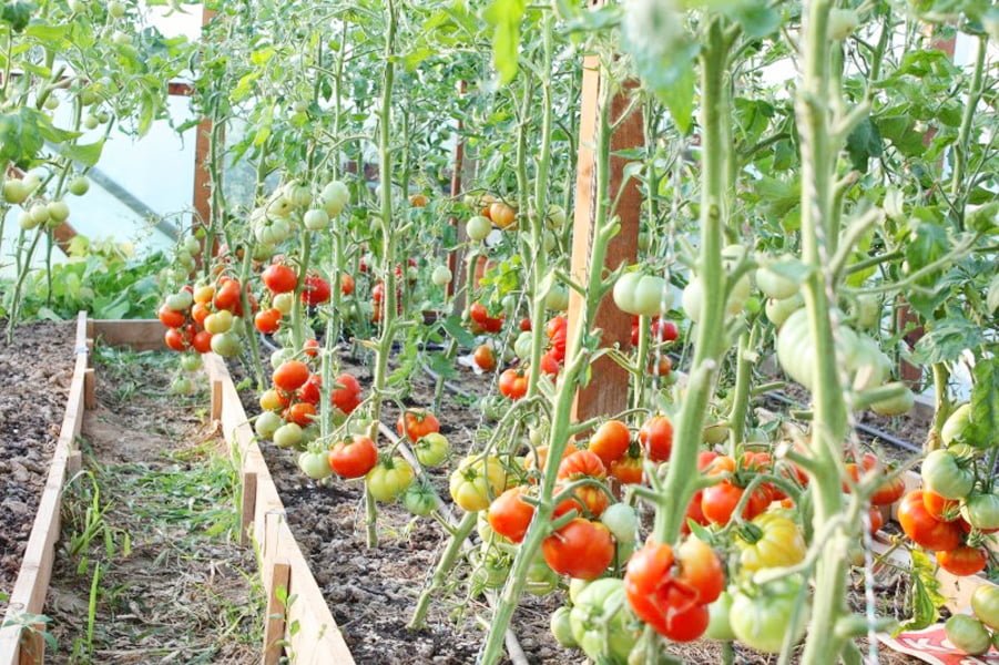 Read more about the article AGRO: Îngrijirea roșiilor de grădină