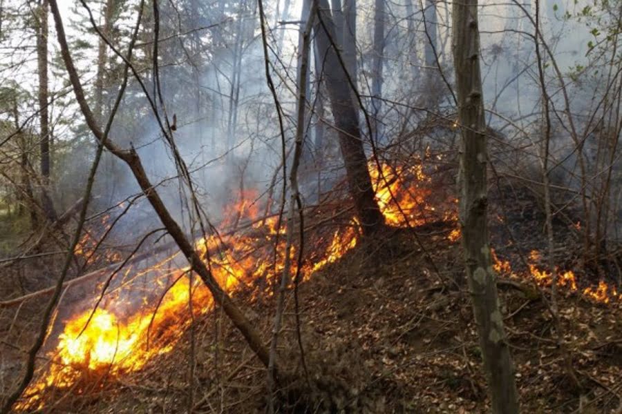 Read more about the article APEL către populaţie pentru prevenirea incendiilor de pădure