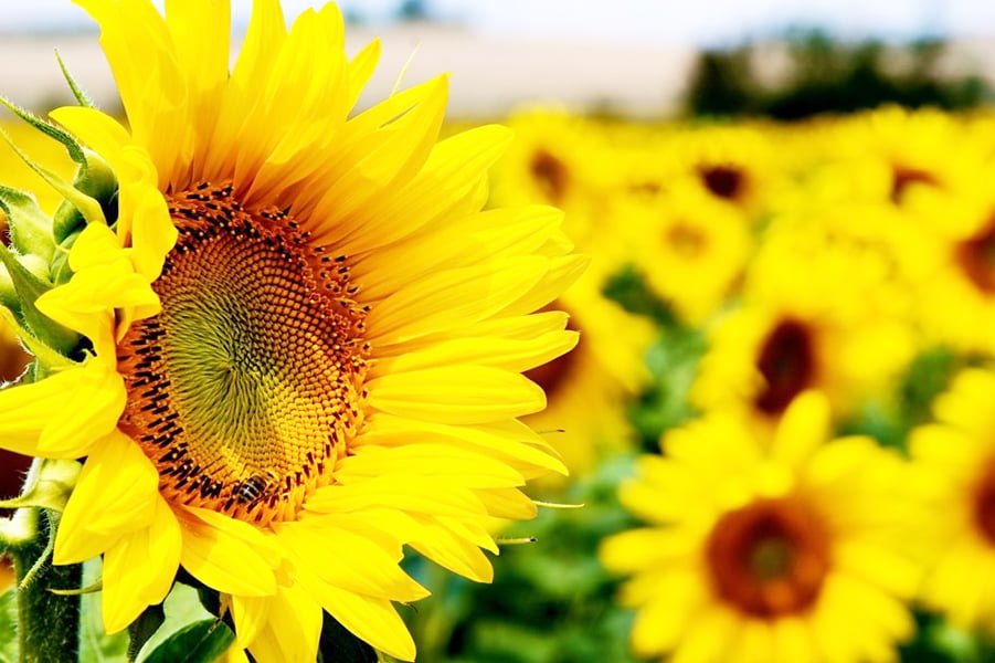 Read more about the article Floarea soarelui- plantă minune, cu multiple calități terapeutice