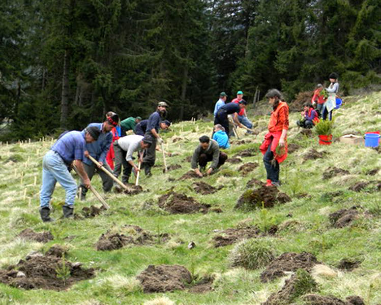 Read more about the article Ministrul Mediului anunță cea mai amplă campanie de împădurire pe care a avut-o vreodată România