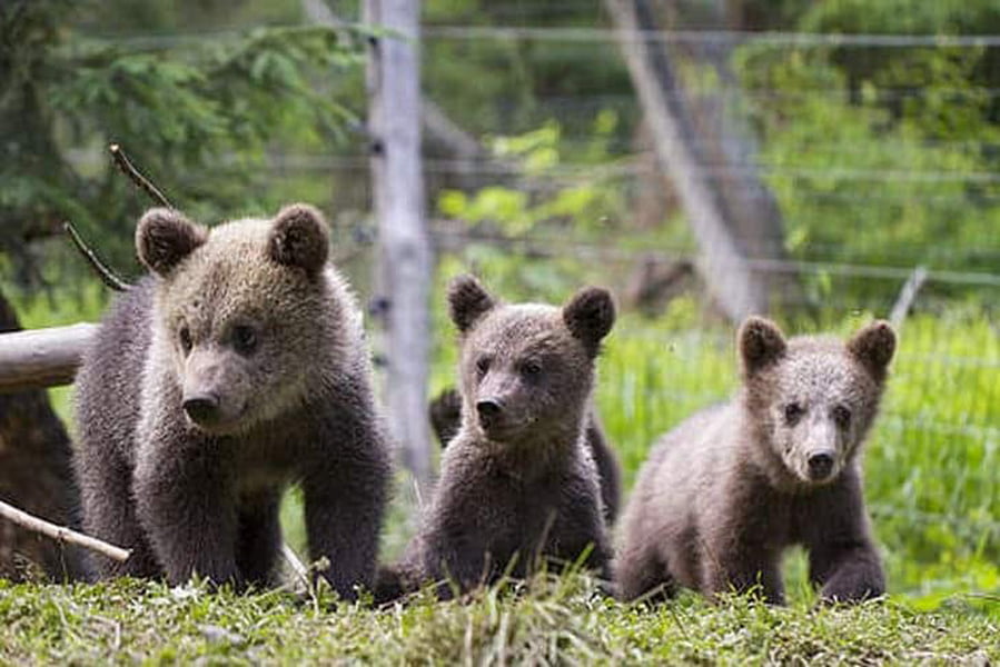 Read more about the article Transilvania, singurul loc din Europa care joacă rol de orfelinat pentru puii de urs