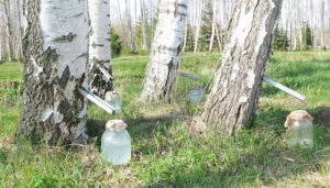 Read more about the article Seva de mesteacăn – un produs natural, cu proprietăți miraculoase