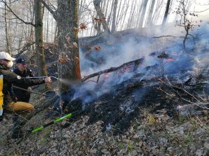 Read more about the article Ard pădurile în județul Hunedoara