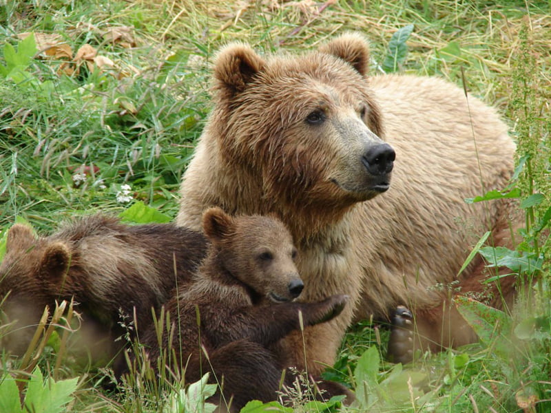 Read more about the article Evaluarea în teren a efectivelor de urs, râs, lup şi pisică sălbatică