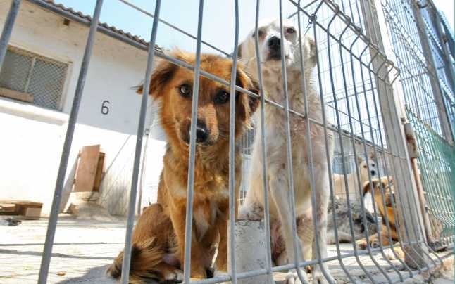 Read more about the article Activitatea unor adăposturi de animale din judeţ, controlată de poliţiştii Biroului pentru Protecţia Animalelor