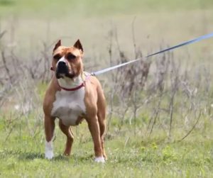 Read more about the article Dosar penal, în cazul agresiunii dintre doi câini, postată pe mai multe reţele de socializare