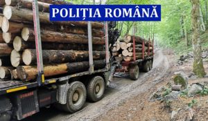 Read more about the article Dosar penal pentru tăiere fără drept şi furt de arbori, la Runcu Mare