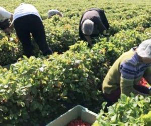 Read more about the article Peste 34.000 de români au plecat să muncească în străinătate, în ultimele două luni