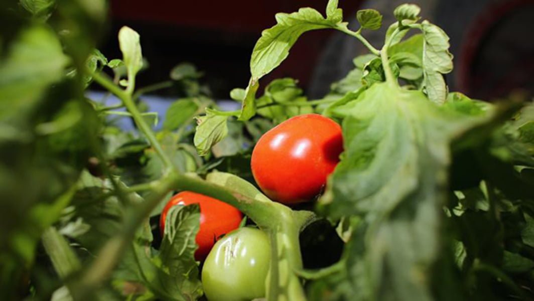 Read more about the article Românii au fentat Programul “Tomata”. Ministru: Banii s-au dus și la alții, cu cereri fictive
