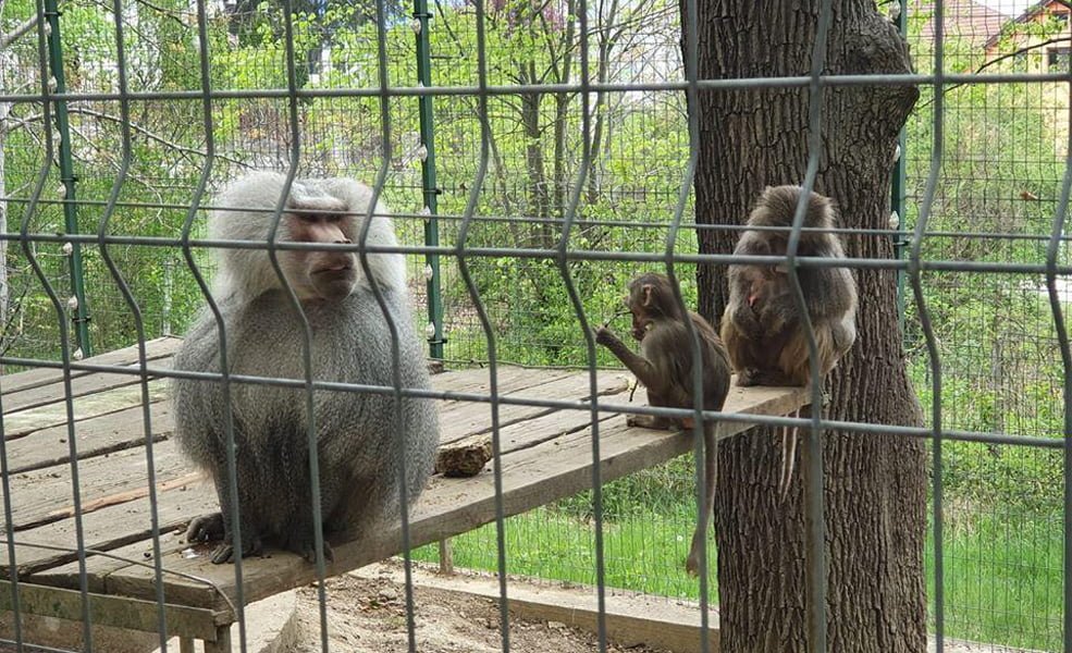 Read more about the article Grădina Zoologică Hunedoara își redeschide porțile pentru public