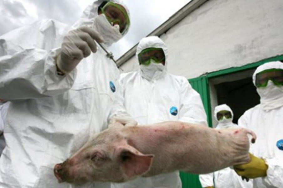 Read more about the article Plan de măsuri privind combaterea cazurilor de pestă porcină în judeţ