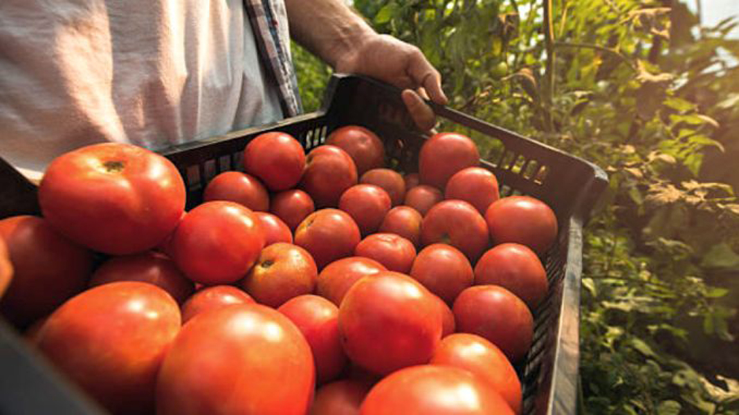 Read more about the article Programul ”Tomata” înlocuit cu ”Leguma”: 2000 de euro/1000 mp pentru cei care cultivă ardei, tomate, castraveți, varză și vinete