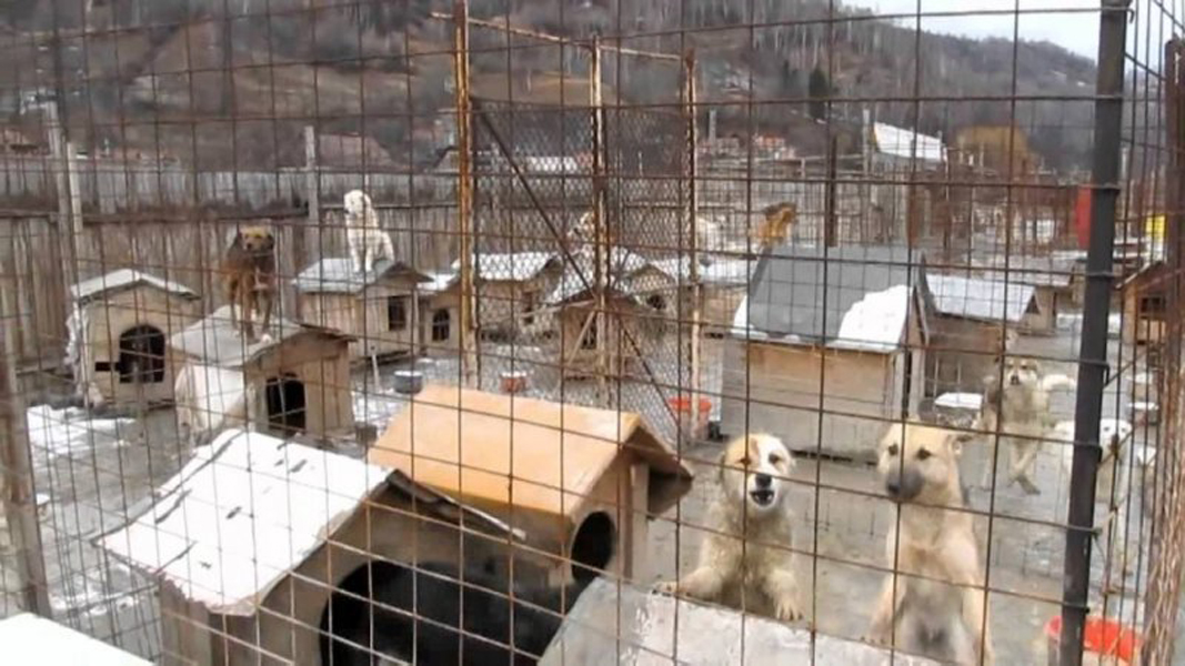 Read more about the article Amendă în valoare de 17.000 de lei, pentru un adăpost de animale din Valea Jiului