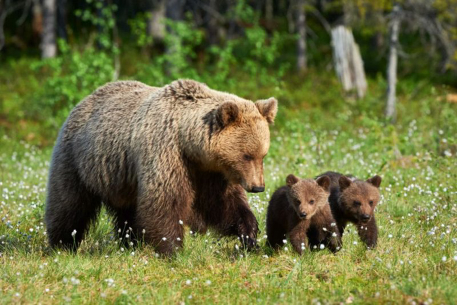 Read more about the article Urşii îşi fac simţită prezenţa în zona cetăţilor dacice