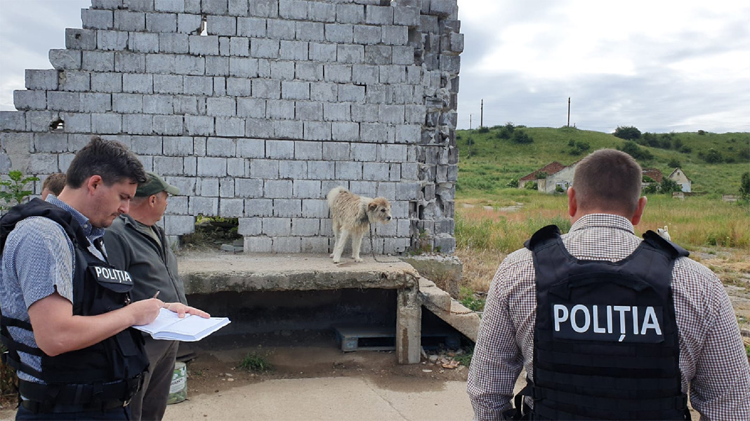 Read more about the article 69 de câini aflaţi în pericol, salvaţi de poliţiştii Biroului pentru Protecţia Animalelor din cadrul I.P.J. Hunedoara