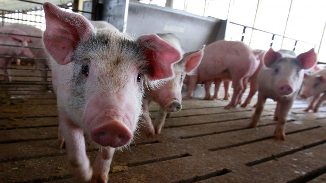 Read more about the article Noi reguli pentru creșterea porcilor: nu mai pot fi hrăniți cu resturi alimentare