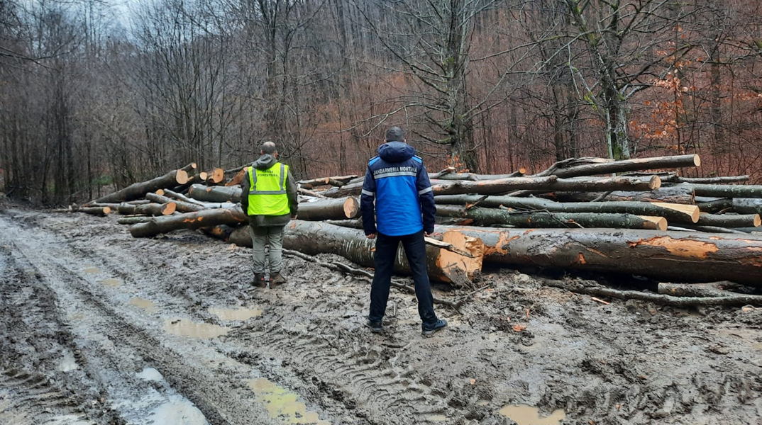 Read more about the article 102 de metri cubi de material lemnos recuperați de către jandarmii hunedoreni