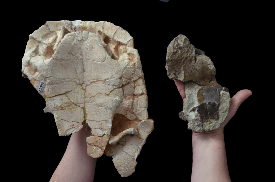 Read more about the article O nouă specie de țestoasă fosilă a fost descoperită pe teritoriul Geoparcului Internațional UNESCO Țara Hațegului