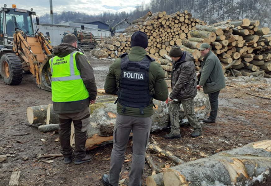 Read more about the article Amenzi în valoare de 71.000 de lei pentru exploatare şi comercializare ilegală de material lemnos