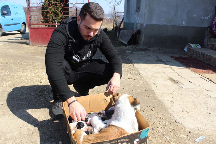 Read more about the article Persoană sancţionată contravenţional pentru abandonare a 9 pui de câine proaspăt născuți