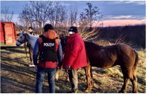 Read more about the article Dosar penal pentru infracțiunea de rănire sau schingiuire a animalelor