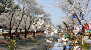 Read more about the article Cum va fi vremea de Paște? Prognoza meteo pentru următoarele patru săptămâni