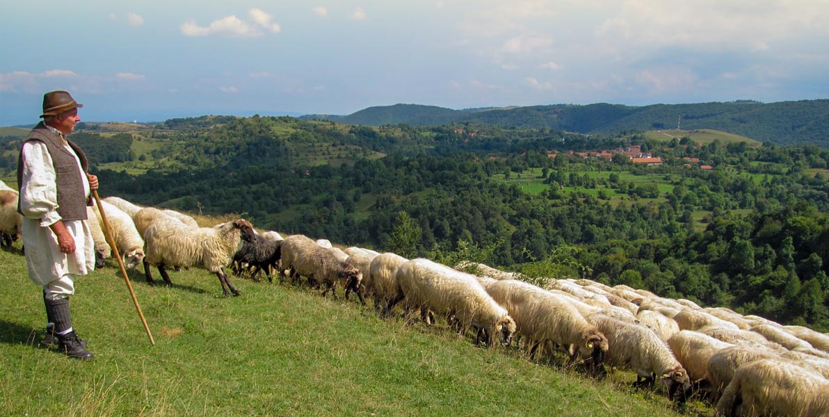 Read more about the article “Măsuratul oilor”, în Ţinutul Pădurenilor