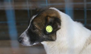 Read more about the article PEDEPSE MULT MAI DURE, PENTRU PROTECȚIA ANIMALELOR