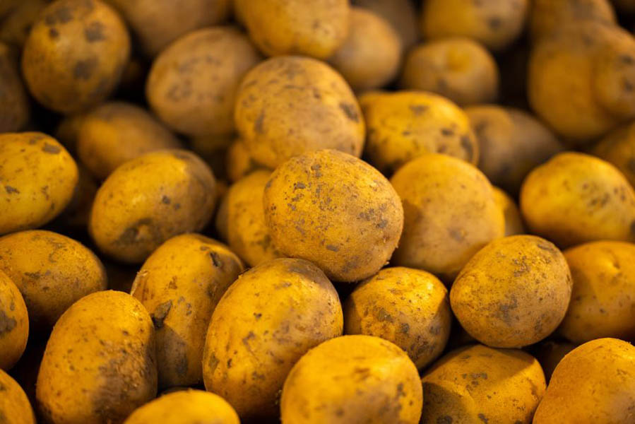 Read more about the article Cultivatorii de cartofi vor primi un ajutor de 200 de euro pe hectar, anunță Executivul 