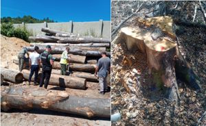 Read more about the article Amenzi usturătoare pentru Ocolul Silvic şi un operator economic din Brad pentru abateri de la Legea exploatărilor silvice