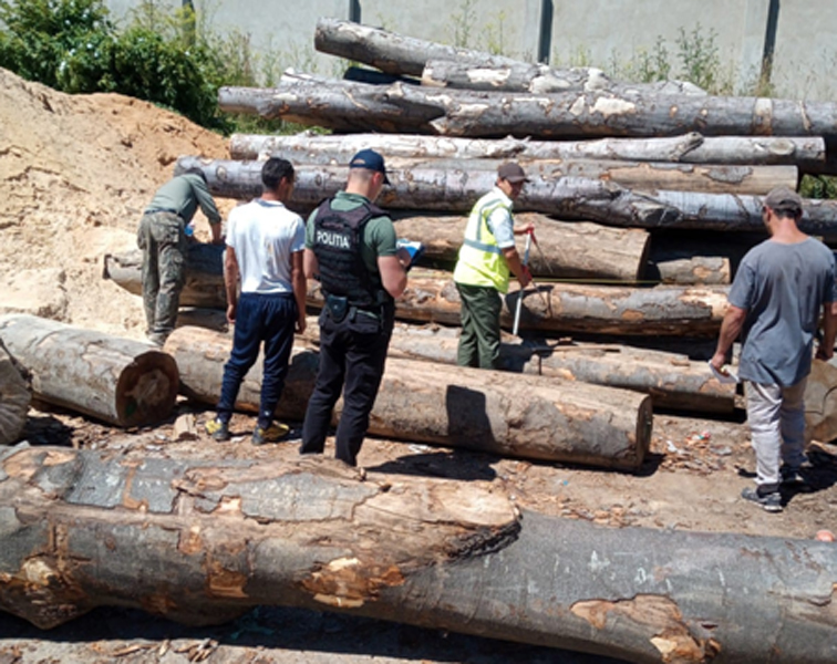 Read more about the article Amendă de peste 15.000 de lei pentru un operator economic care deţinea ilegal peste 70 mc de material lemnos