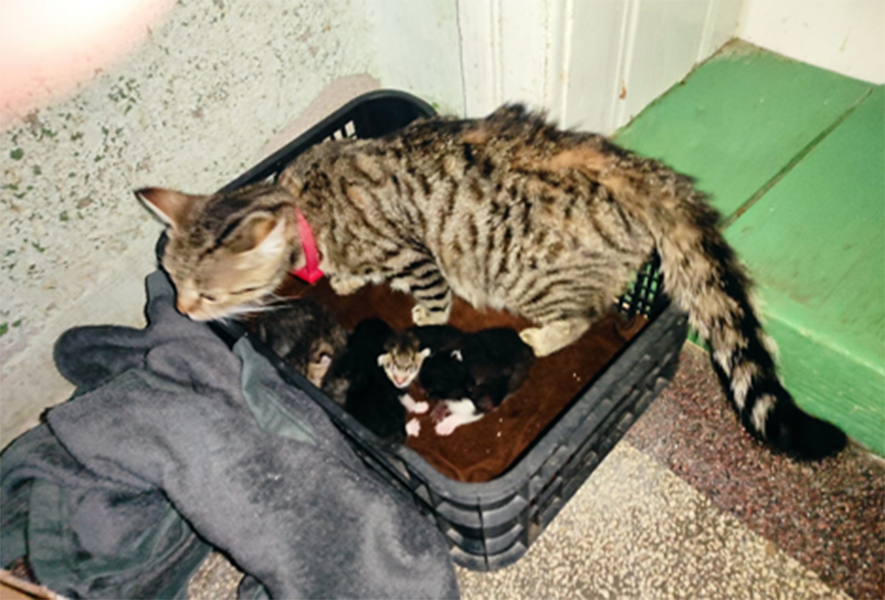 Read more about the article Trei pui de pisică abandonați au fost salvați de polițiști și reuniți cu mama lor