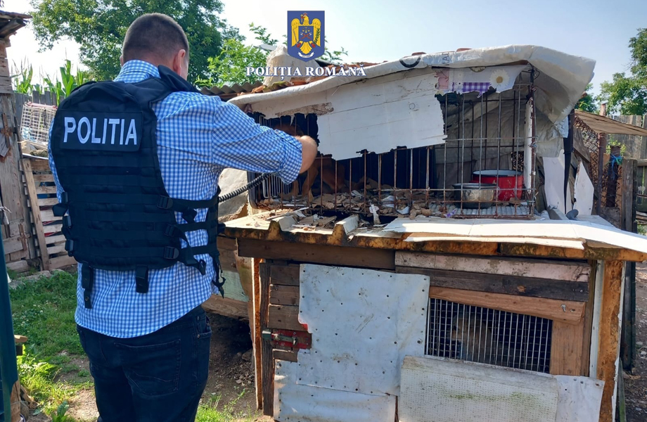 Read more about the article 12 câini, salvați de polițiști și duși într-un adăpost autorizat, în urma unui control ce a avut loc la Hărău