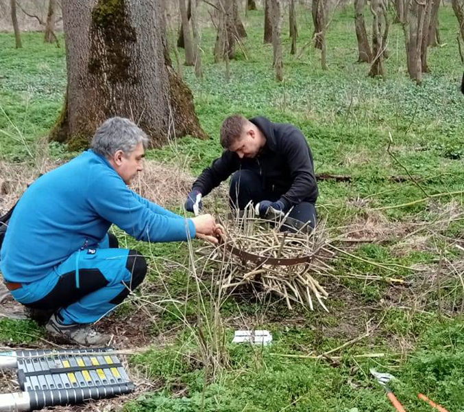 Read more about the article ROMSILVA: 120 de cuiburi artificiale pentru păsări, montate în aria naturală protejată Lunca Mureșului
