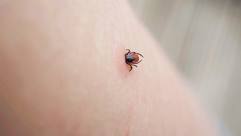Read more about the article Căpușele și țânțarii – insecte care pot provoca boli grave