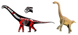 Read more about the article Universitatea din București anunță descoperirea a două noi specii de dinozauri pe teritoriul Geoparcului Țara Hațegului