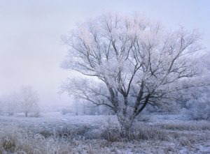 Read more about the article Prognoza meteo între 10 şi 16 februarie: ger, ninsori slabe, intensificări ale vântului