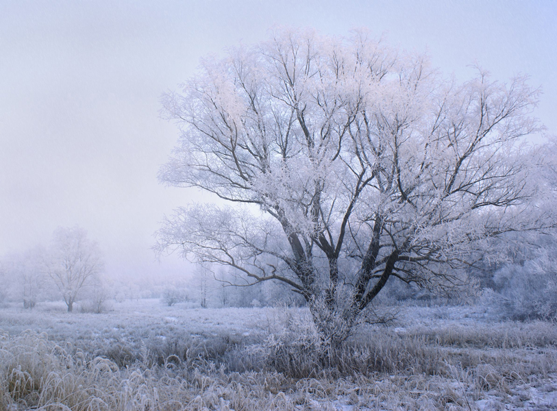Read more about the article Prognoza meteo între 10 şi 16 februarie: ger, ninsori slabe, intensificări ale vântului