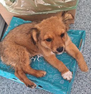 Read more about the article Cățel de doar 3 luni, maltratat de un minor, în zona unui supermarket din Deva. Polițiștii au emis ordin de plasare în adăpost